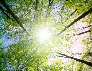 Hope and Emotional Wellbeing Sunlight shining through trees, symbolising hope, clarity, and emotional wellbeing